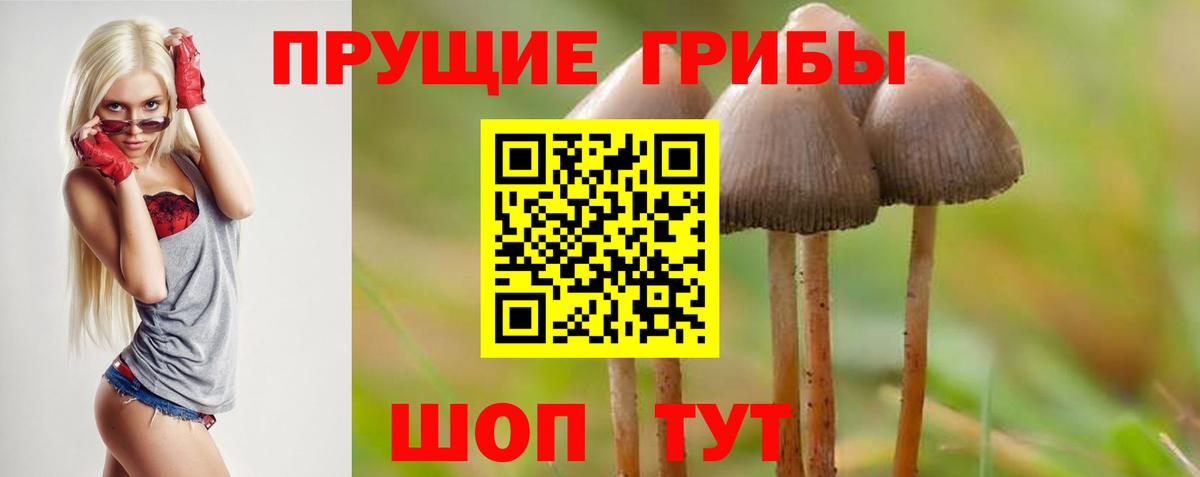 Псилоцибиновые грибы ЛСД  Зеленогорск  Псилоцибиновые грибы Psilocybine cubensis 
